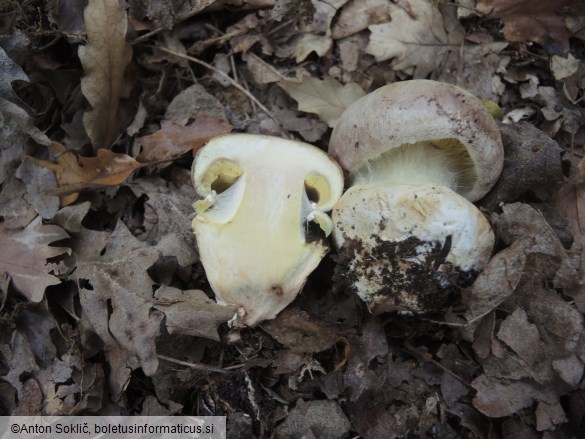 Cortinarius xanthophyllus