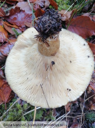Lactarius scrobiculatus