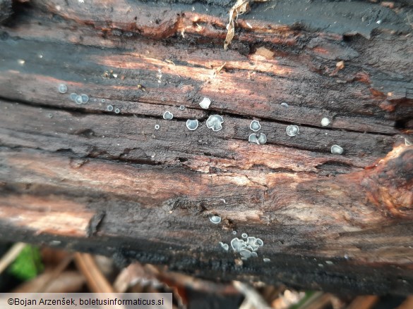 Mollisia cinerea