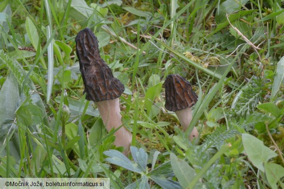 Morchella costata