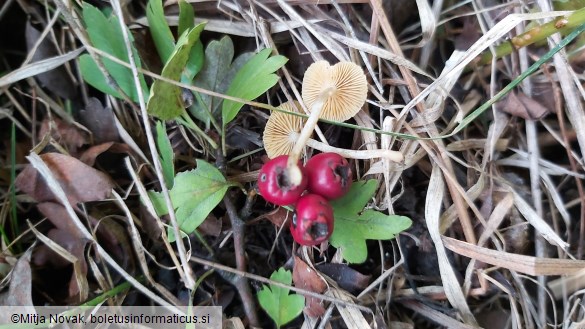 Tubaria dispersa