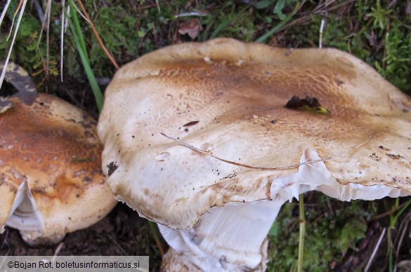 Catathelasma imperiale