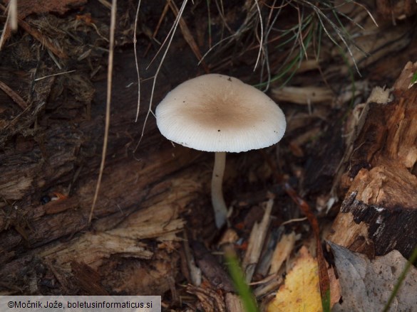 Pluteus hiatulus
