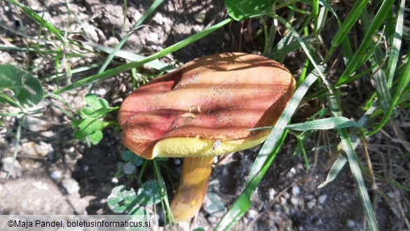 Boletus rubellus