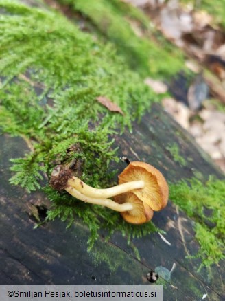 Tricholomopsis rutilans