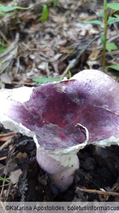 Russula amoena