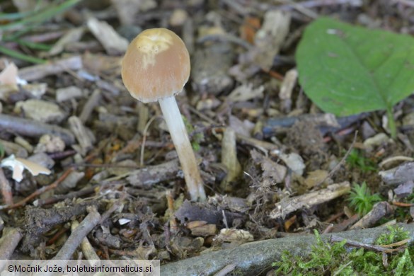 Psathyrella senex