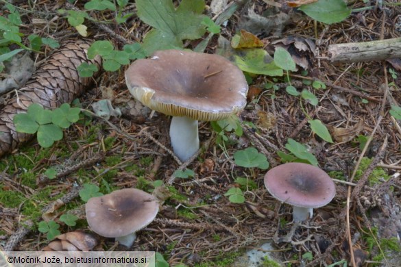 Russula firmula