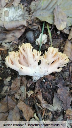 Ramaria formosa