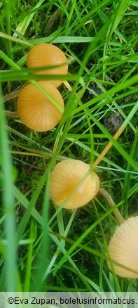 Galerina clavata