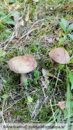 Leccinum scabrum