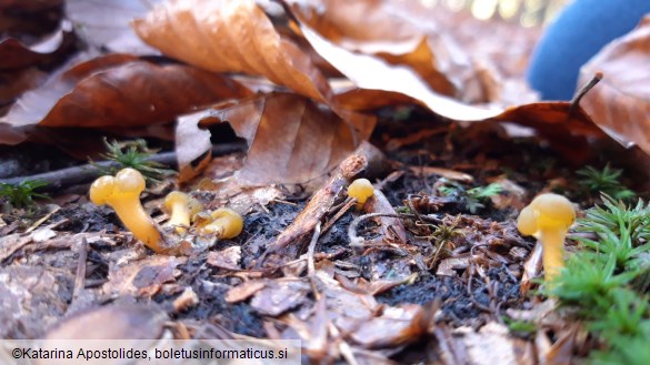 Leotia lubrica