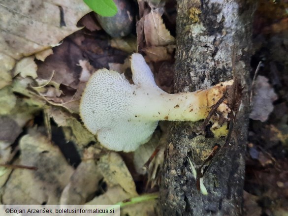 Polyporus tuberaster