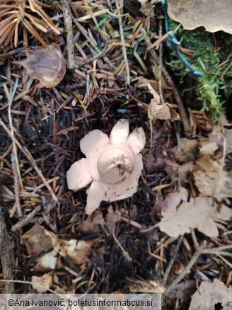 Geastrum rufescens