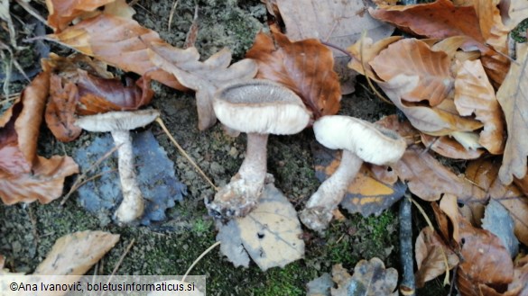 Tricholoma terreum