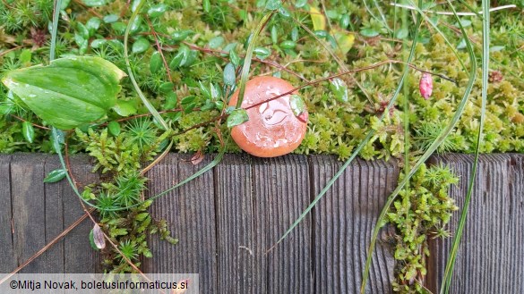 Lactarius aurantiacus