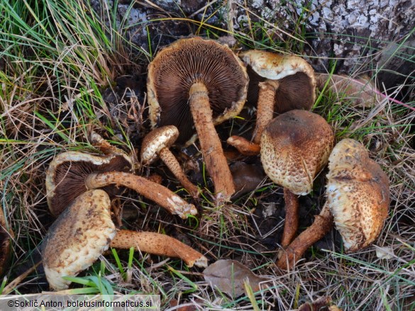 Pholiota squarrosa