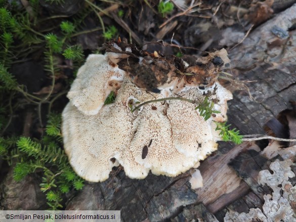 Abortiporus biennis