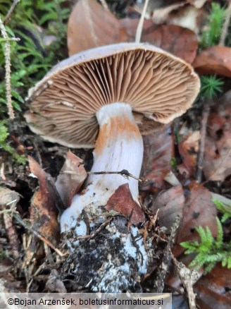 Cortinarius traganus