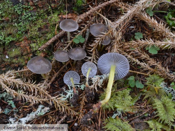 Mycena epipterygia