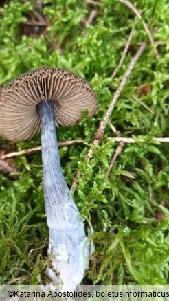 Entoloma nitidum