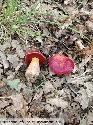 Rubroboletus dupainii