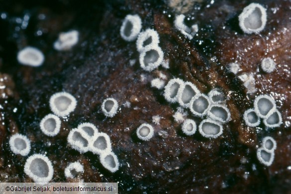 Lachnella alboviolascens