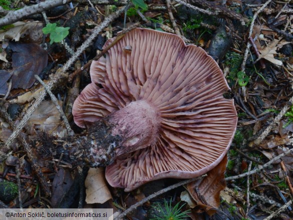 Hygrophorus capreolarius