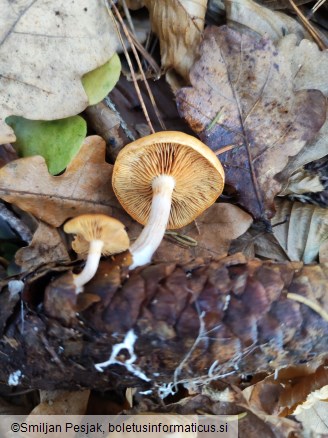 Gymnopilus penetrans