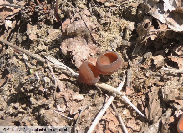 Dumontinia tuberosa