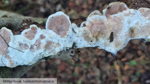 Vitreoporus dichrous