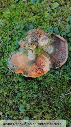 Lactarius deterrimus