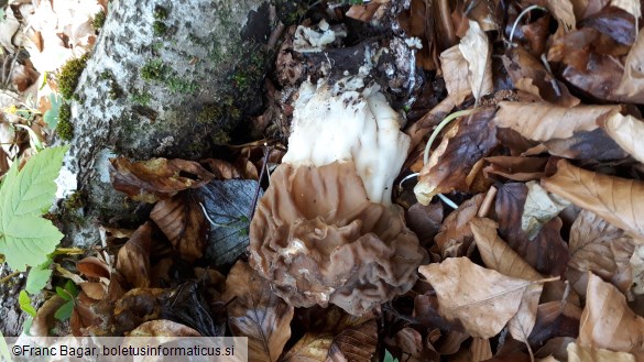 Gyromitra ticiniana