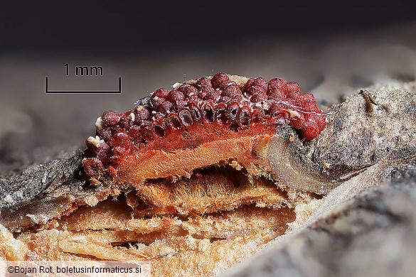 Neonectria punicea
