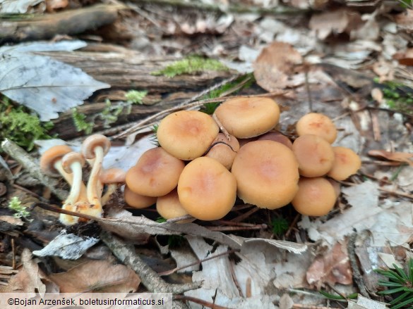 Hypholoma fasciculare var. pusillum