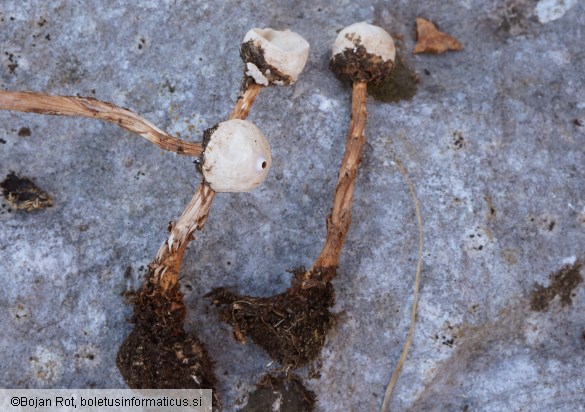Tulostoma squamosum