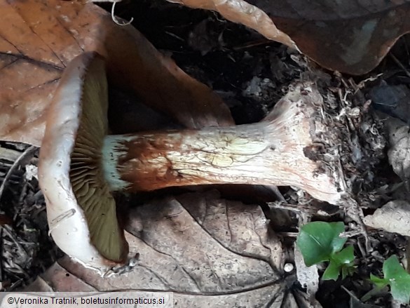 Cortinarius odorifer