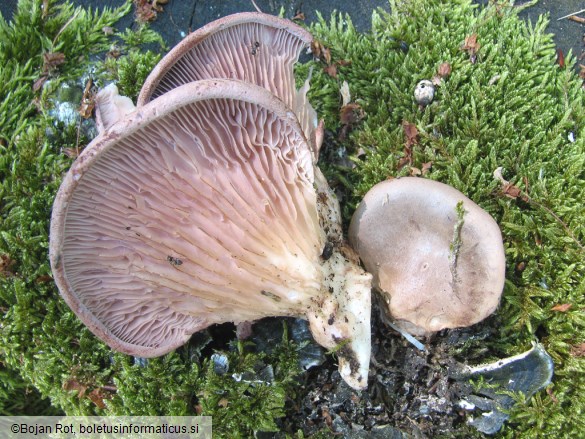 Lentinus conchatus