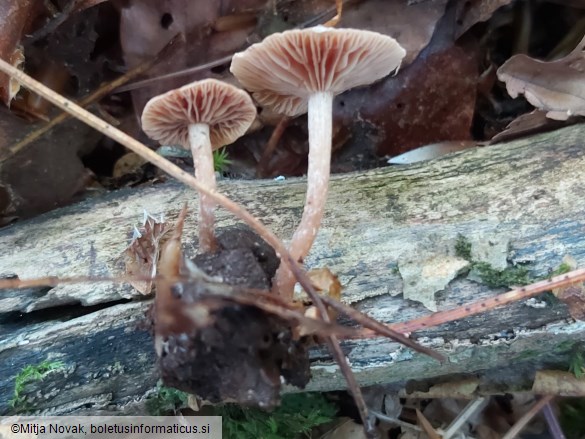 Tubaria conspersa