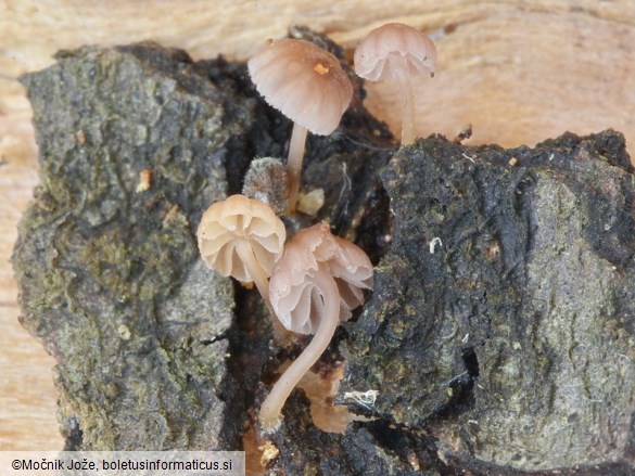 Mycena meliigena