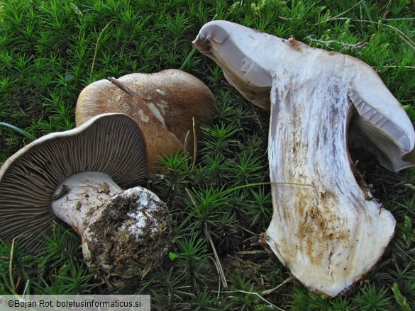 Cortinarius glaucopus var. glaucopus