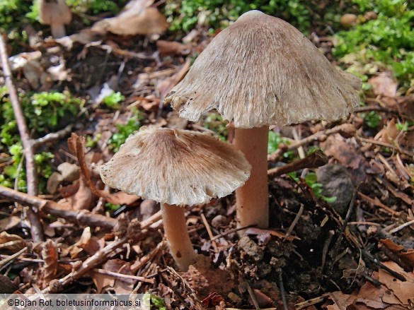 Pseudosperma obsoletum