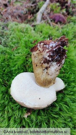 Tylopilus felleus