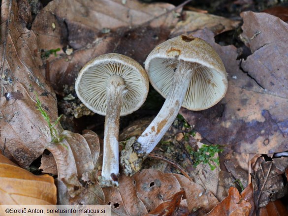 Inocybe dulcamara