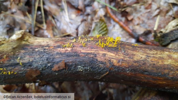 Calocera cornea