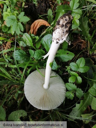 Amanita vaginata