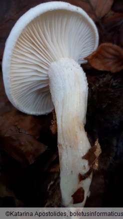 Hygrophorus cossus