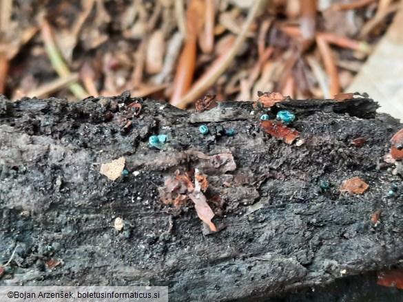 Chlorociboria aeruginascens