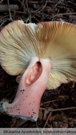 Russula olivacea