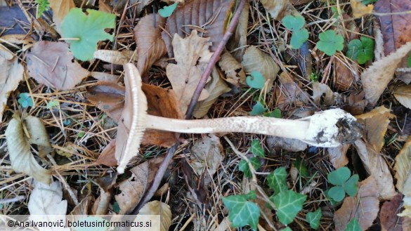 Amanita vaginata